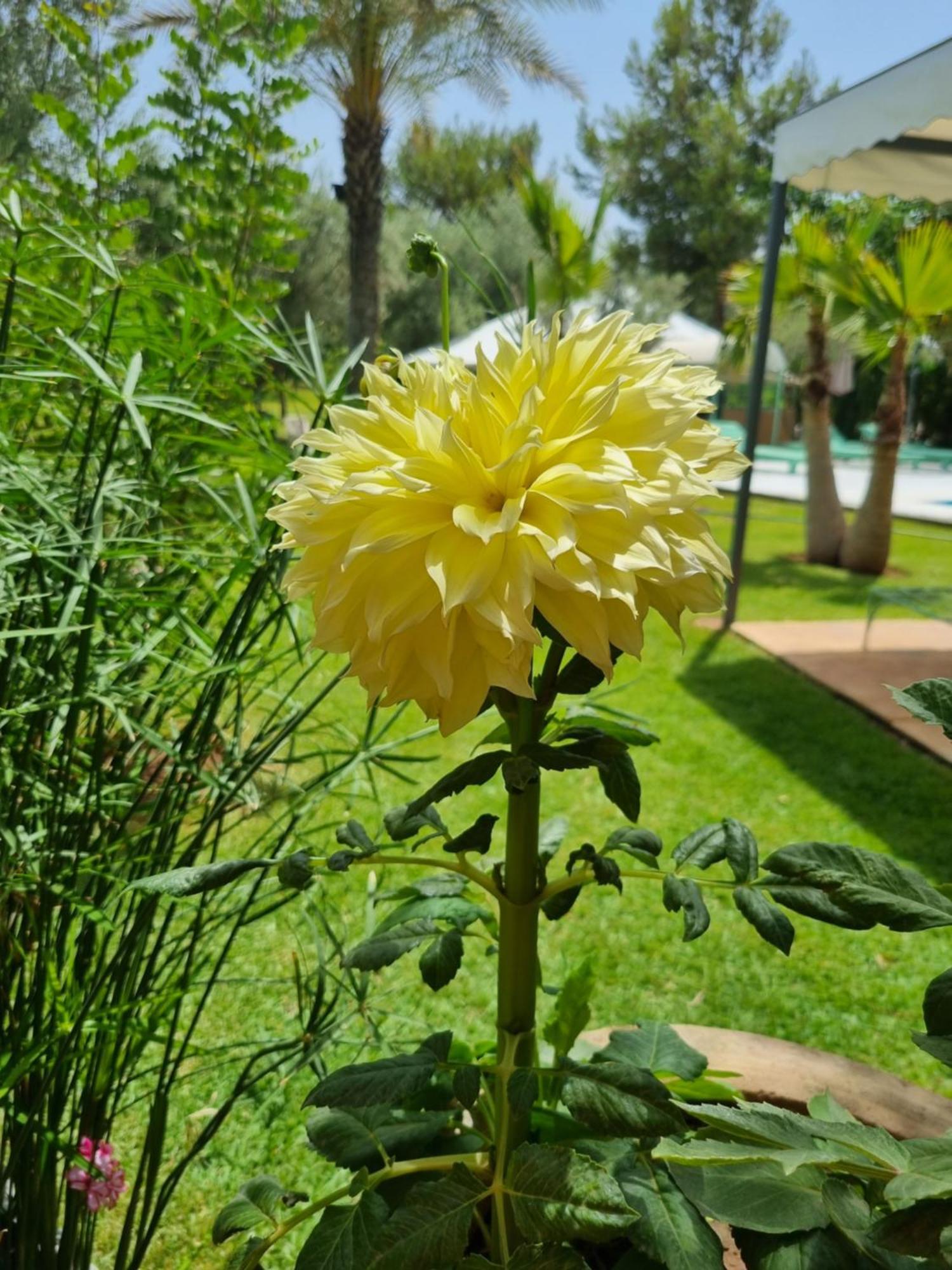 Riad Les Deux Citronniers Marrakesh Rom bilde