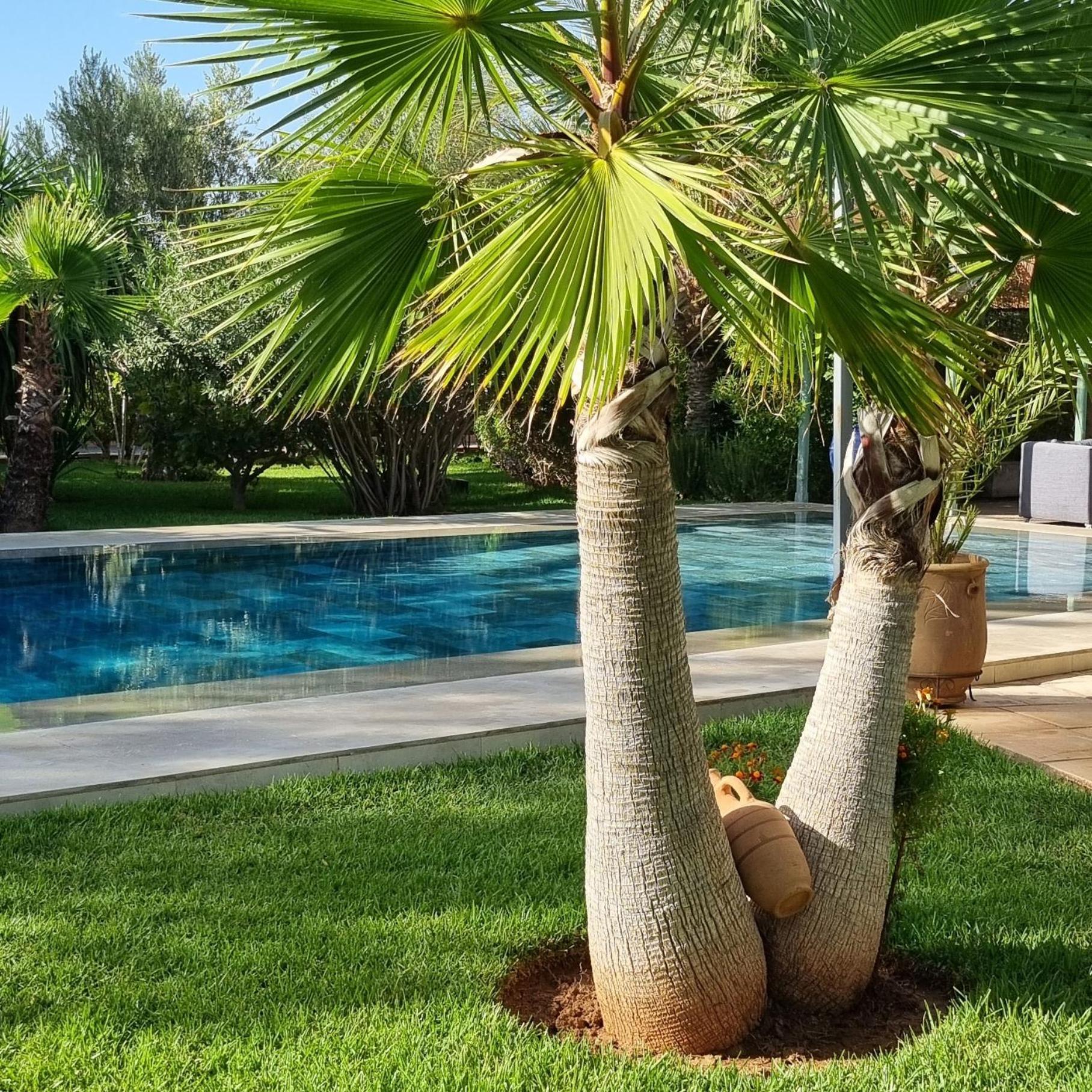 Riad Les Deux Citronniers Marrakesh Eksteriør bilde